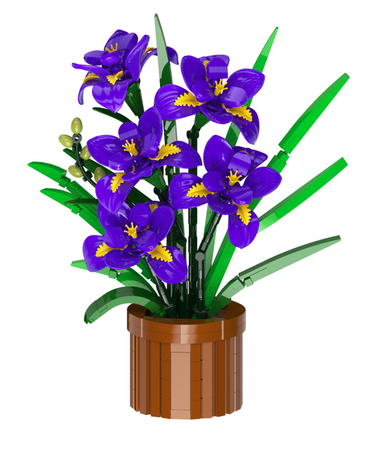 Iris potted plants