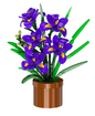 Iris potted plants